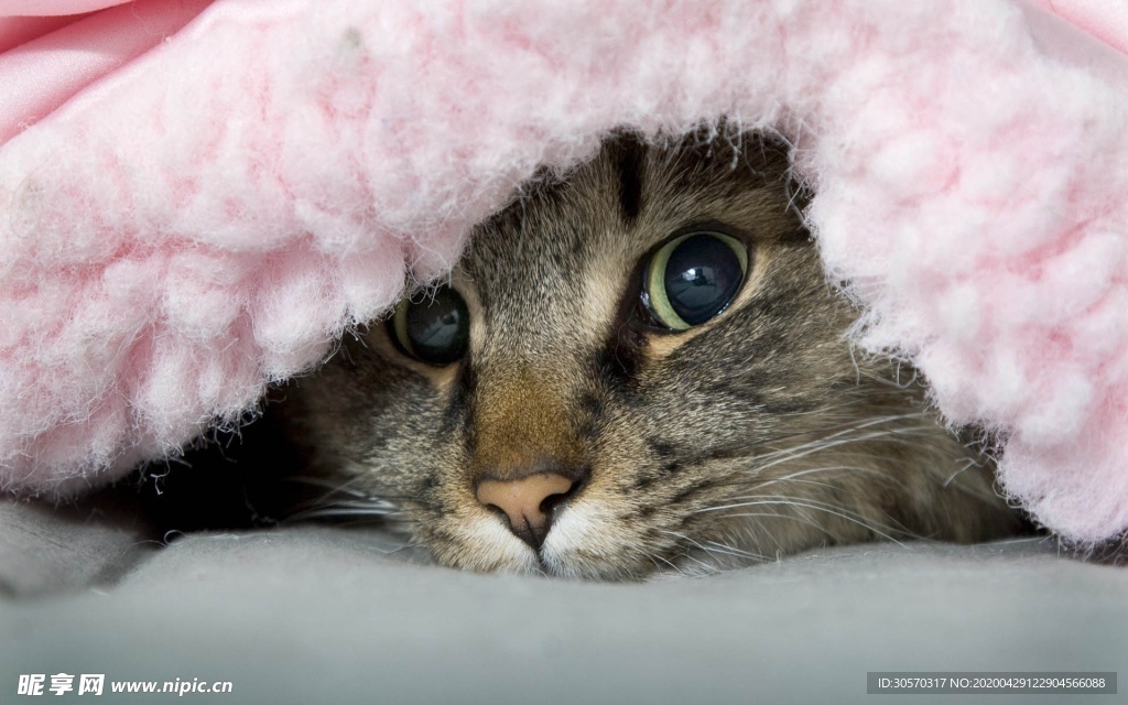 猫咪