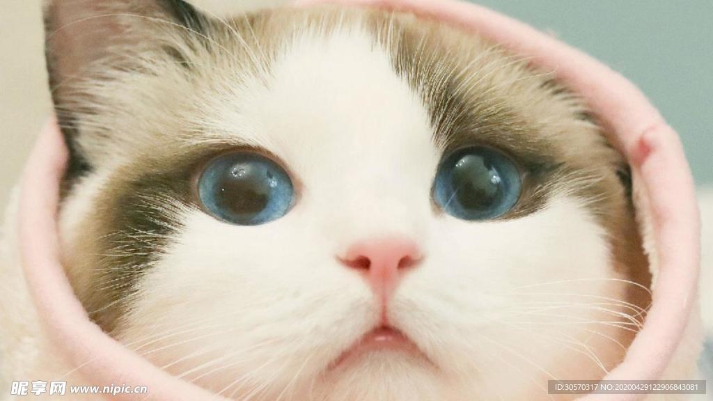 猫咪