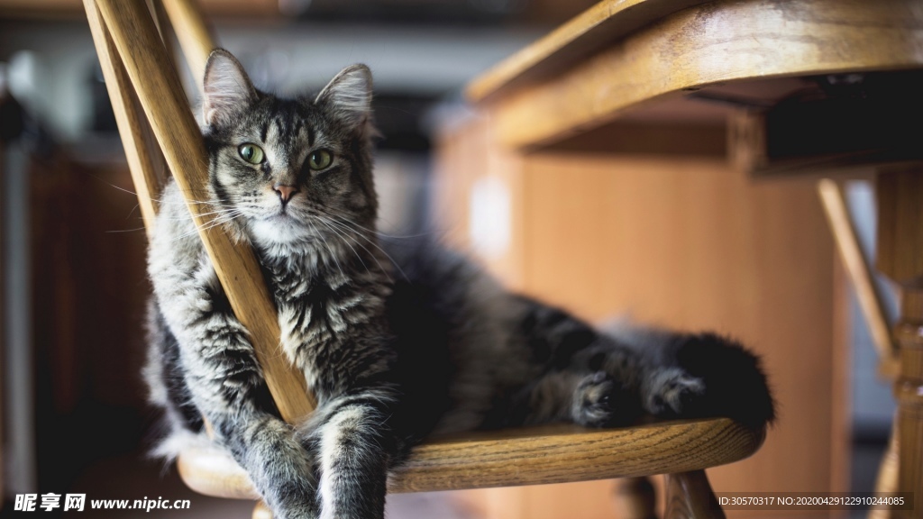 猫咪