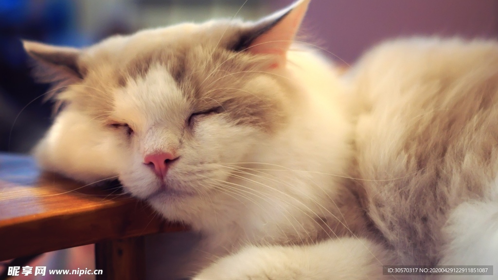 猫咪