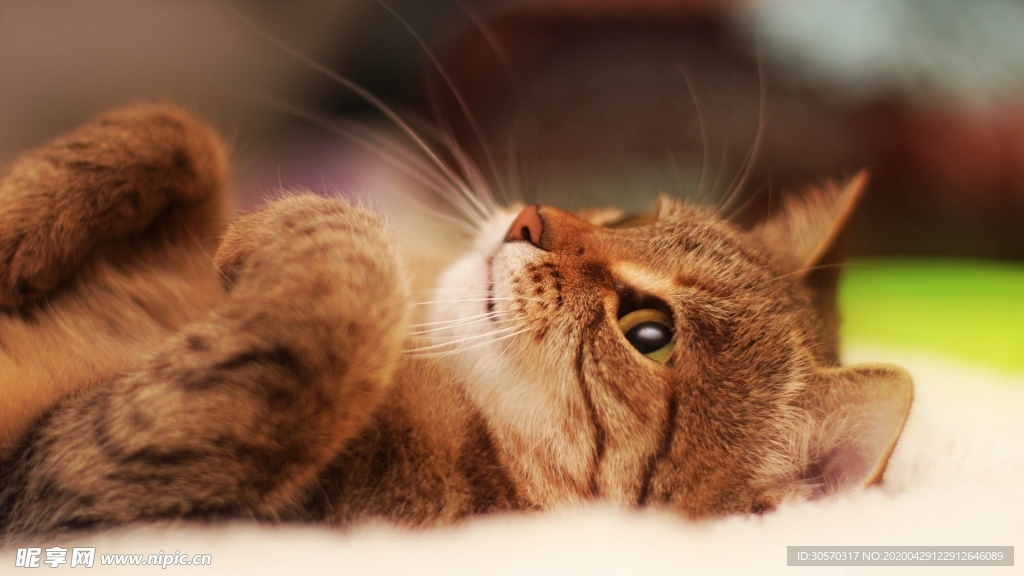猫咪