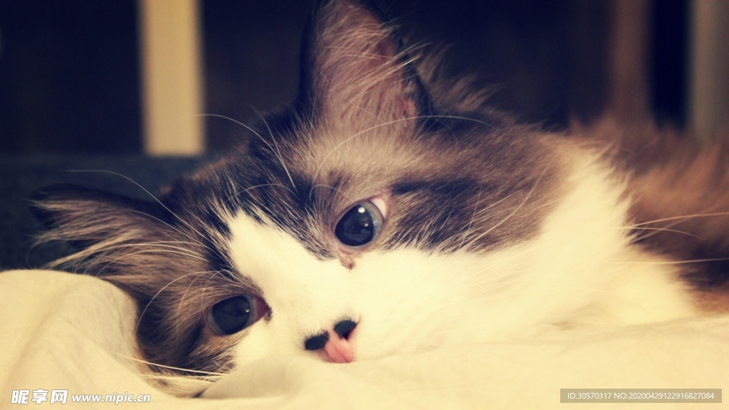 猫咪
