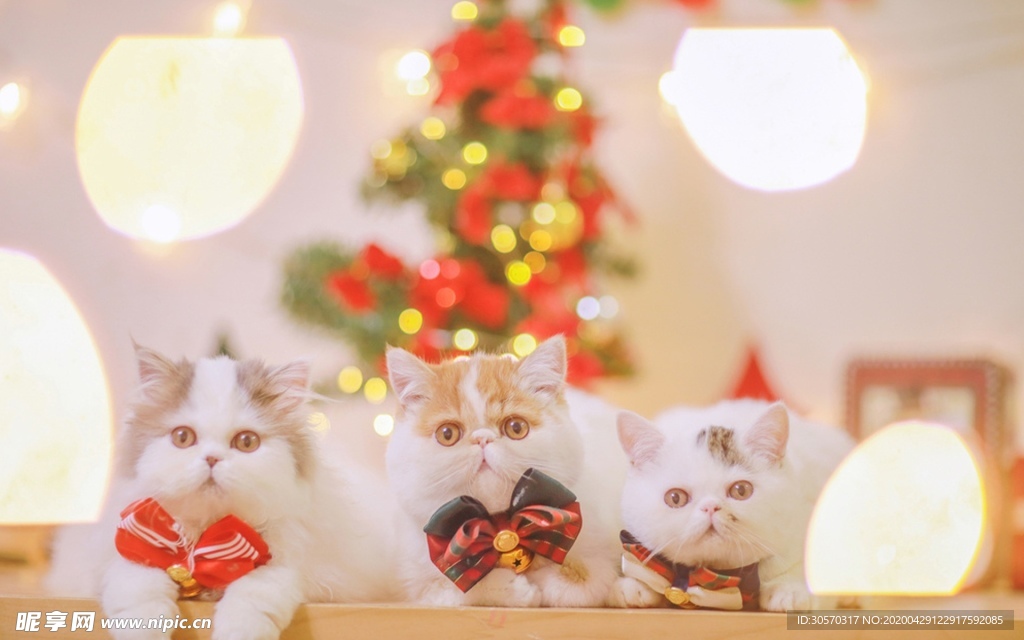 猫咪