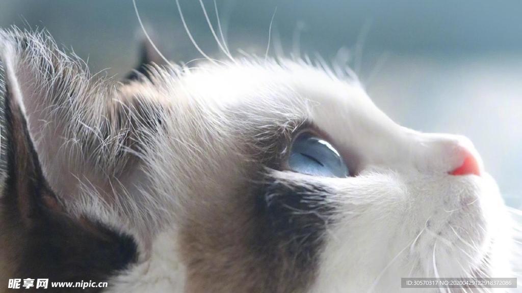 猫咪