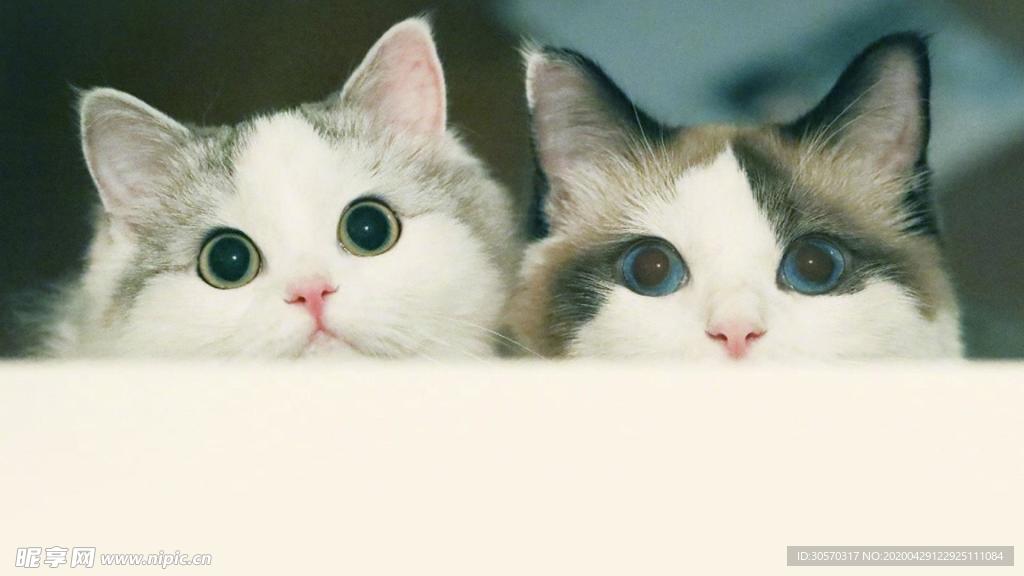 猫咪