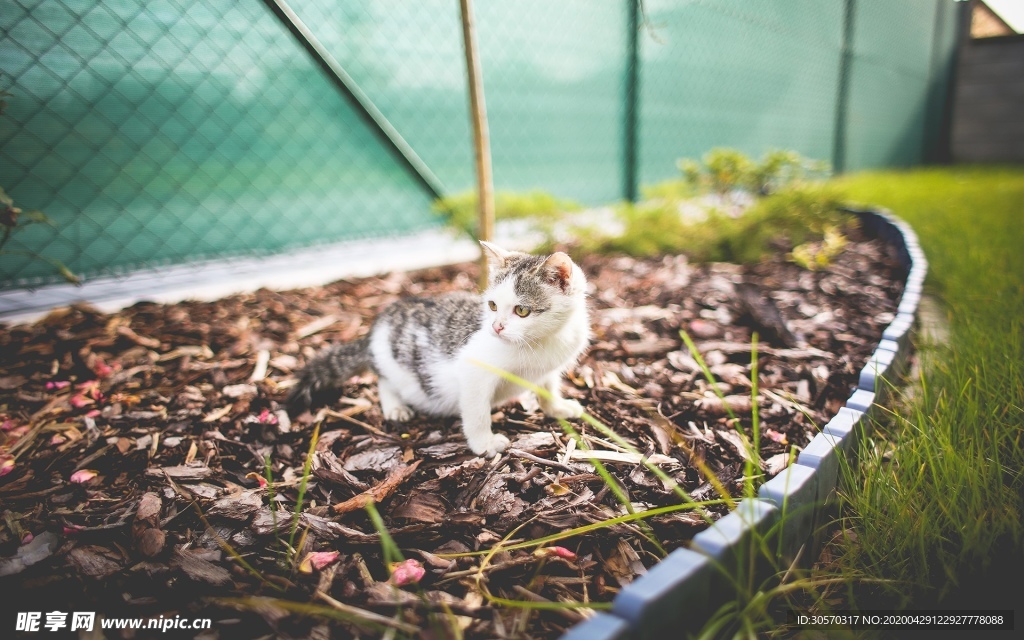 猫咪