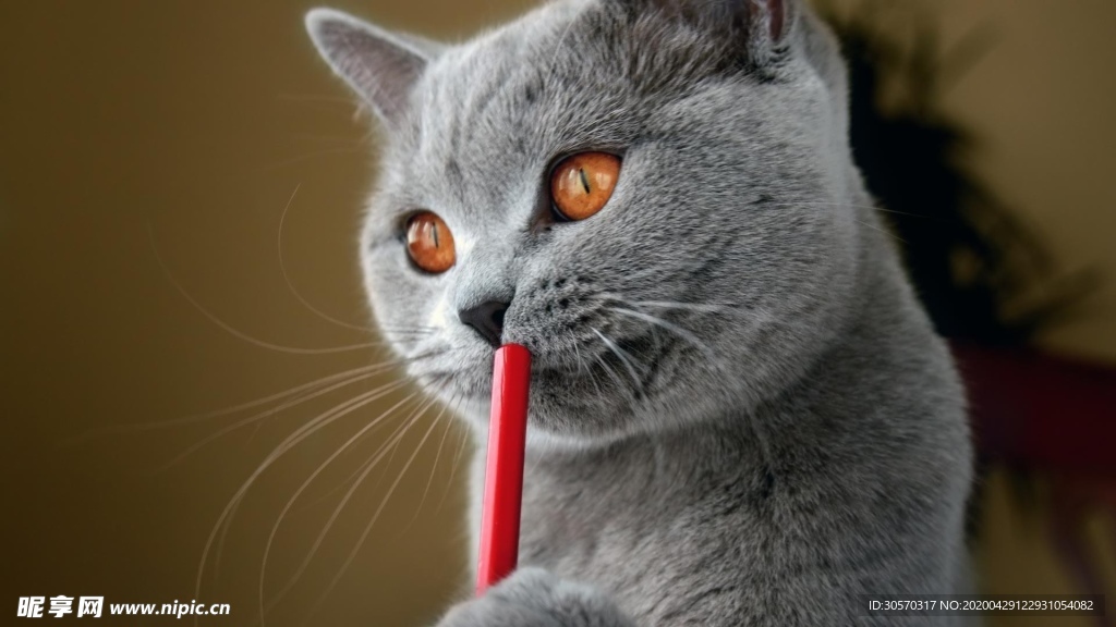 猫咪