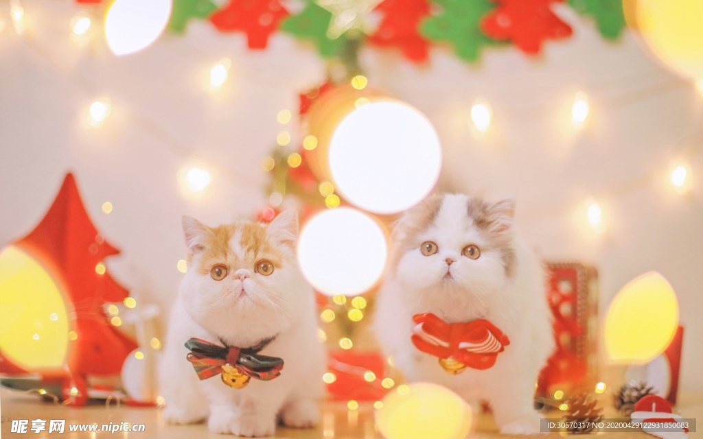 猫咪