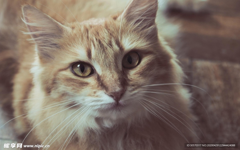 猫咪