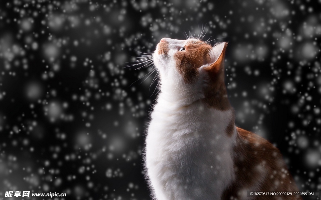 猫咪