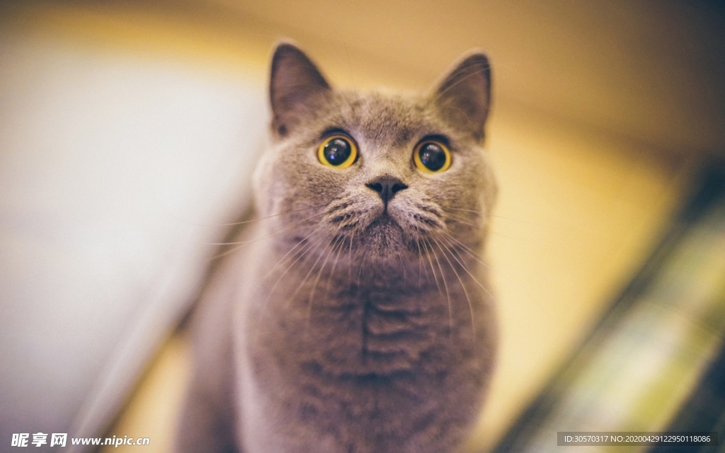 猫咪