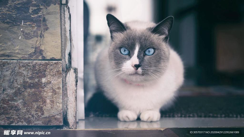 猫咪