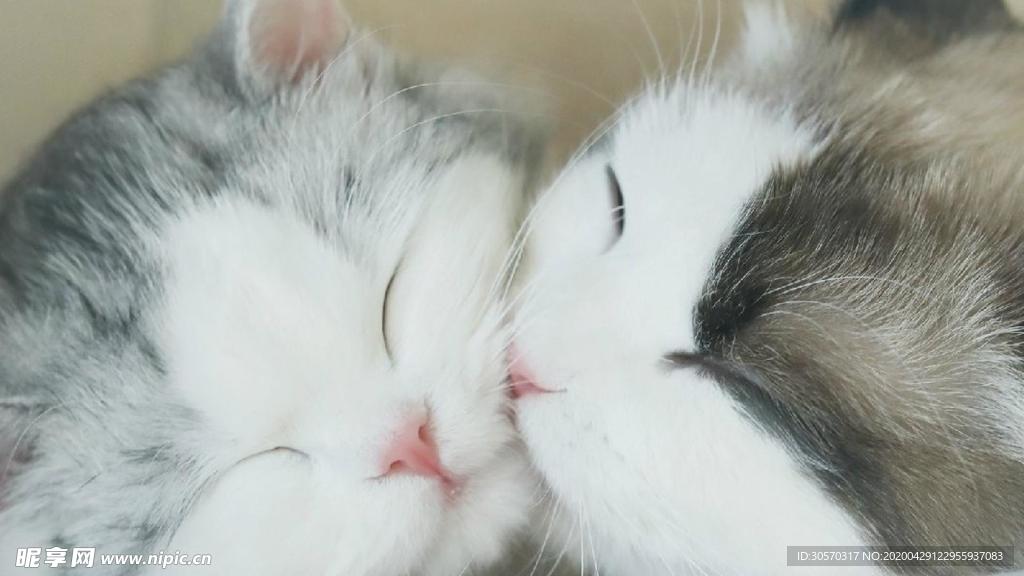 猫咪