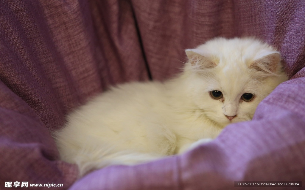 猫咪