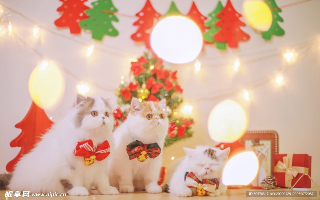 猫咪