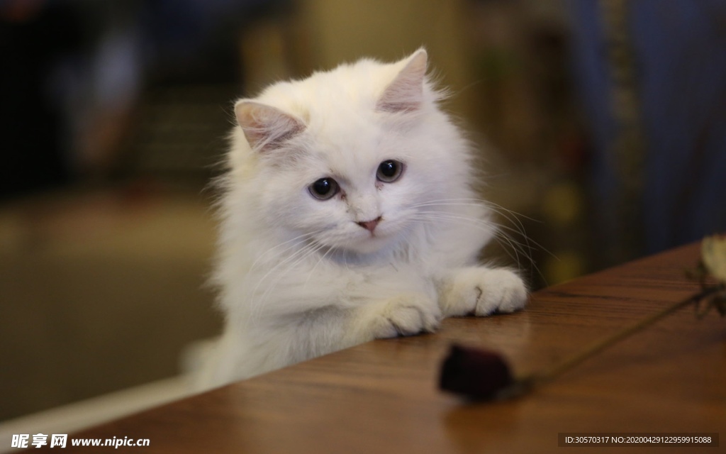 猫咪