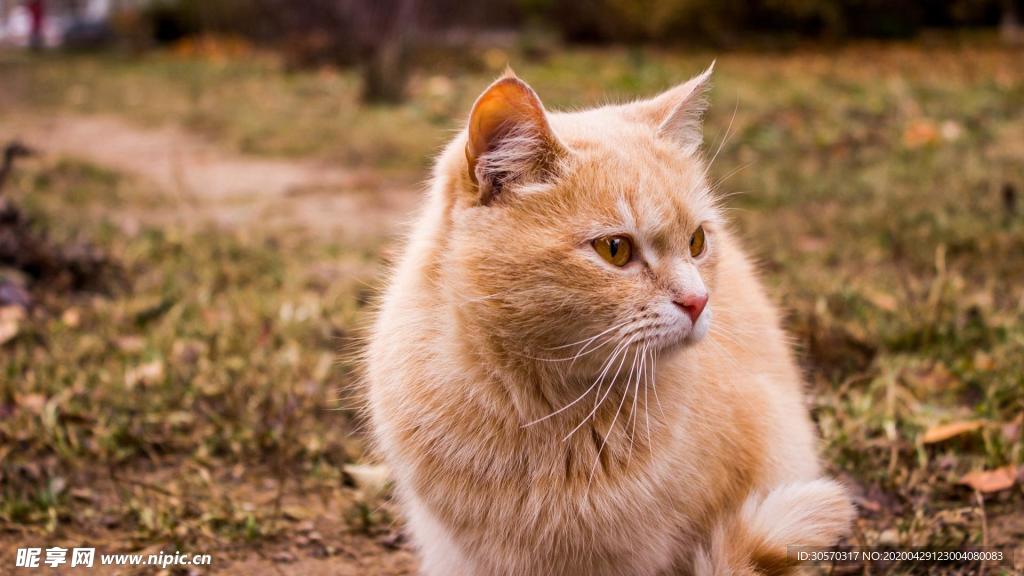 猫咪