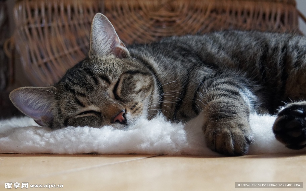 猫咪