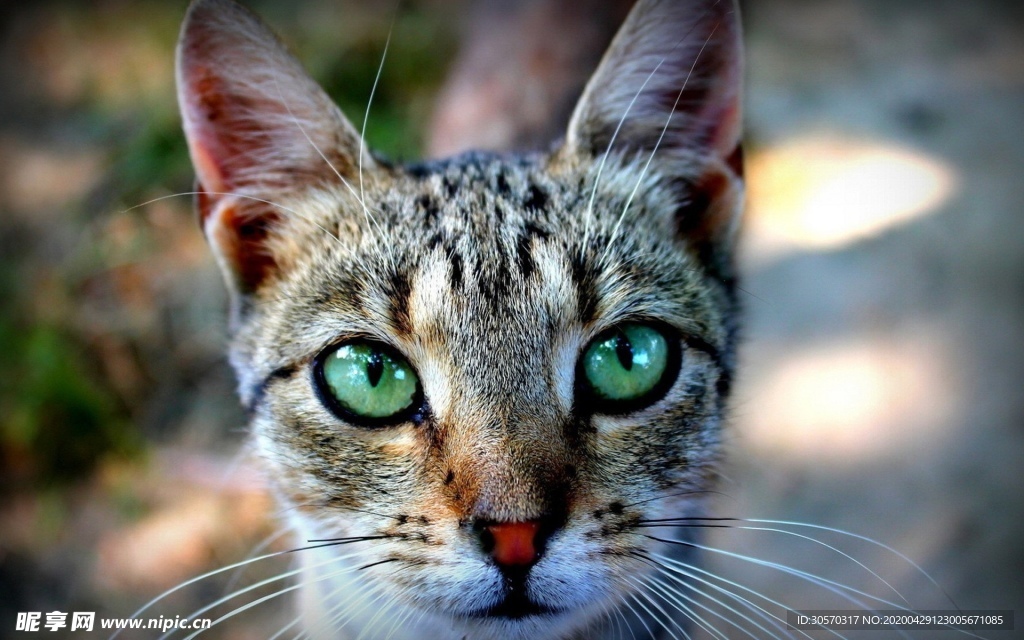 猫咪