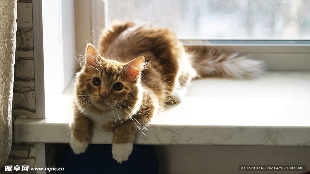 猫咪