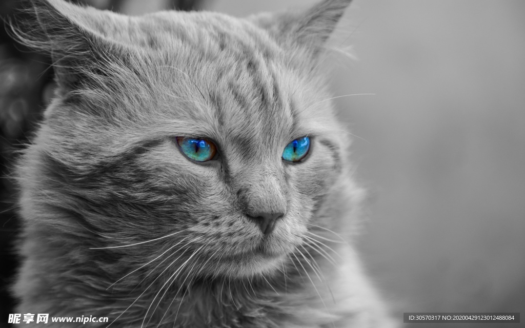 猫咪