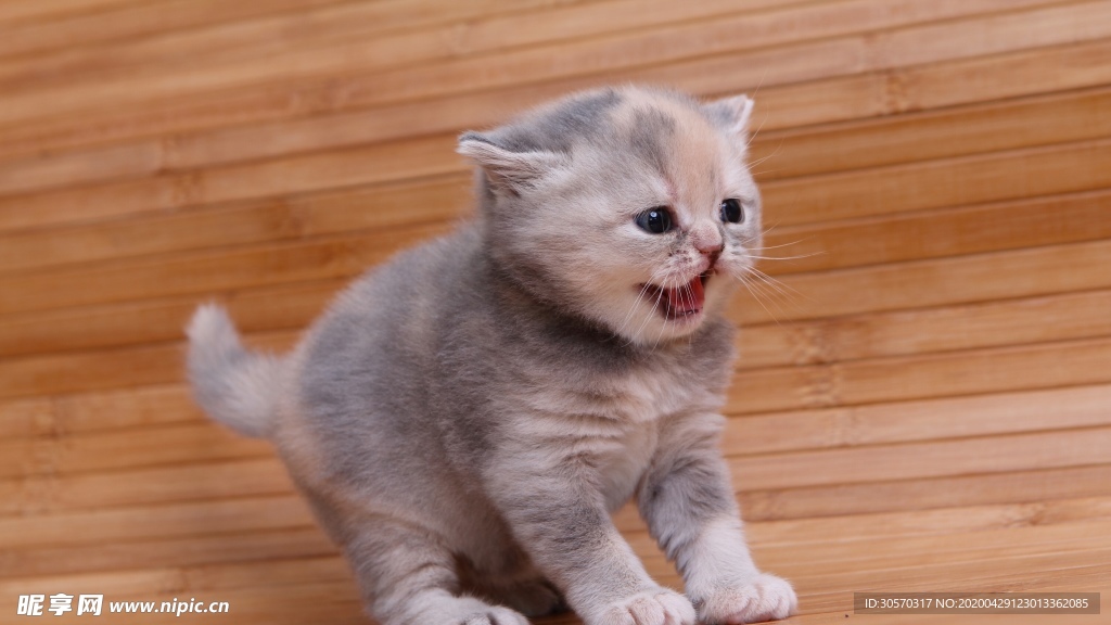 猫咪