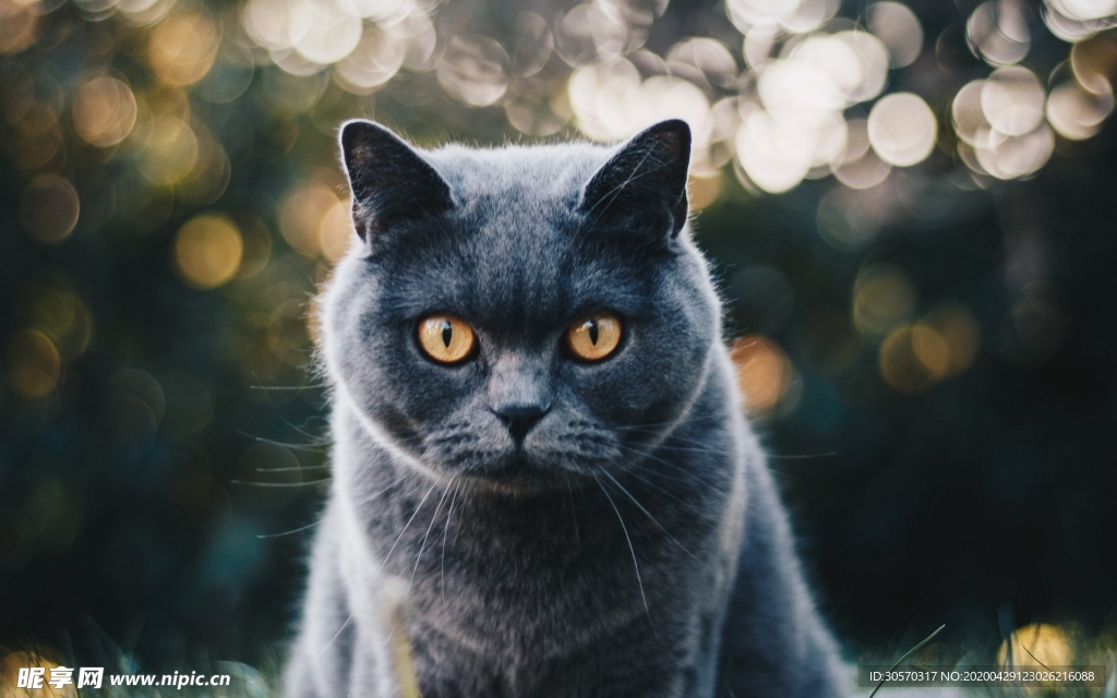 猫咪