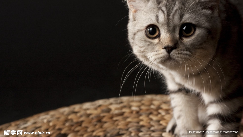 猫咪