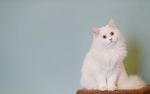 猫咪