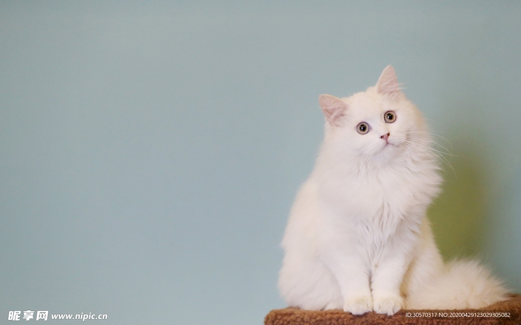 猫咪