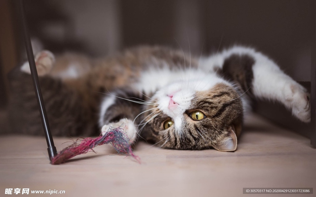 猫咪