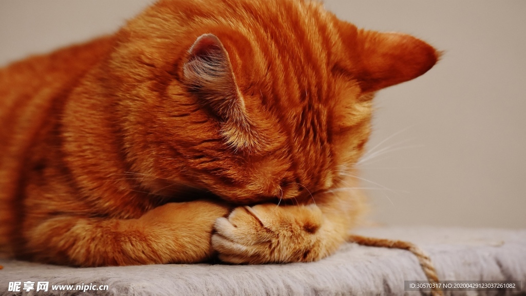 猫咪