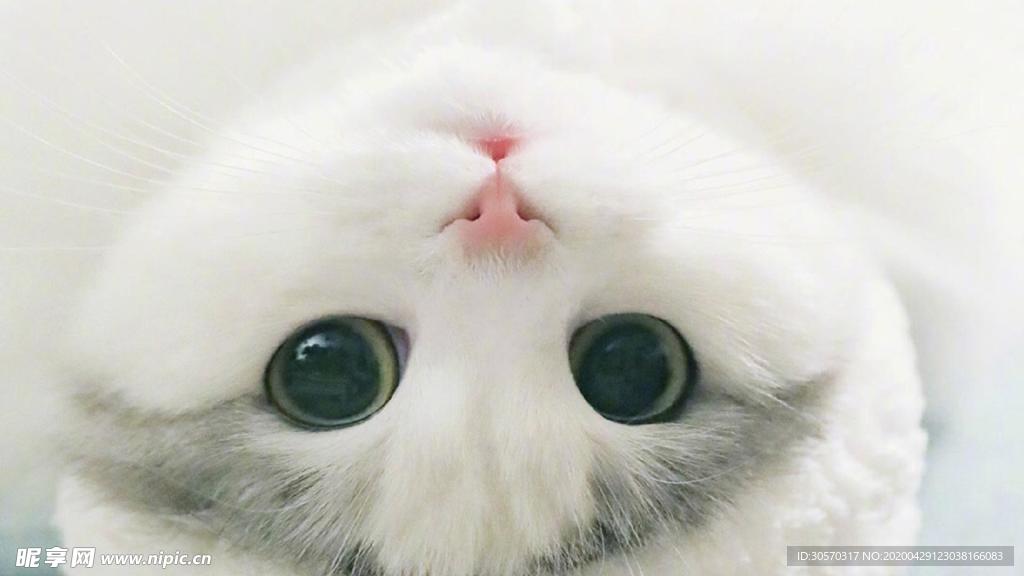 猫咪