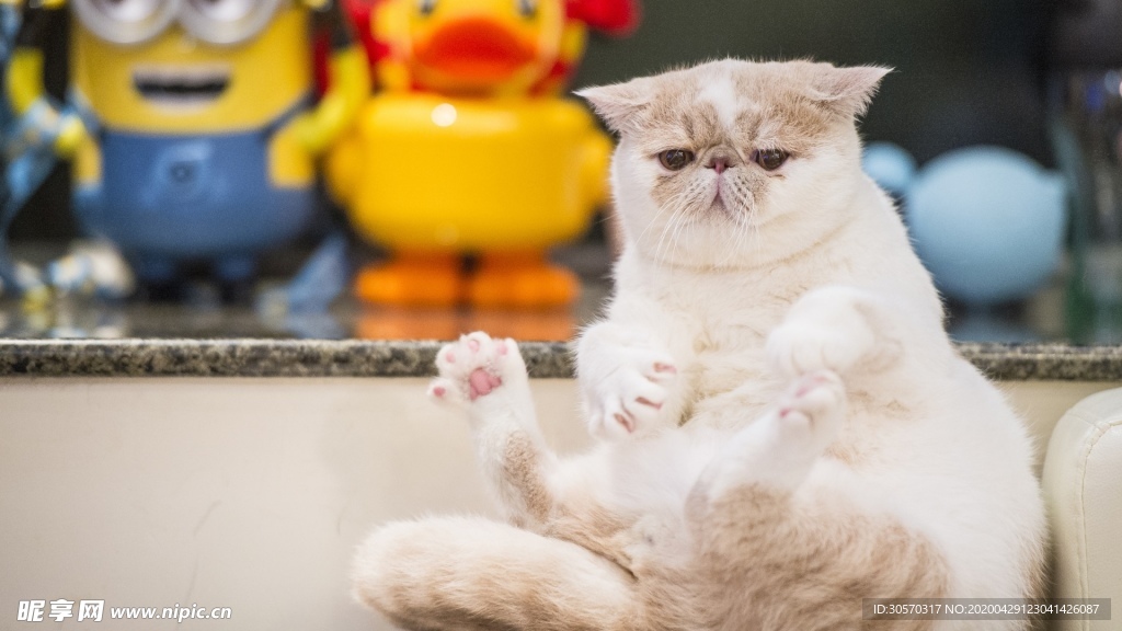 猫咪