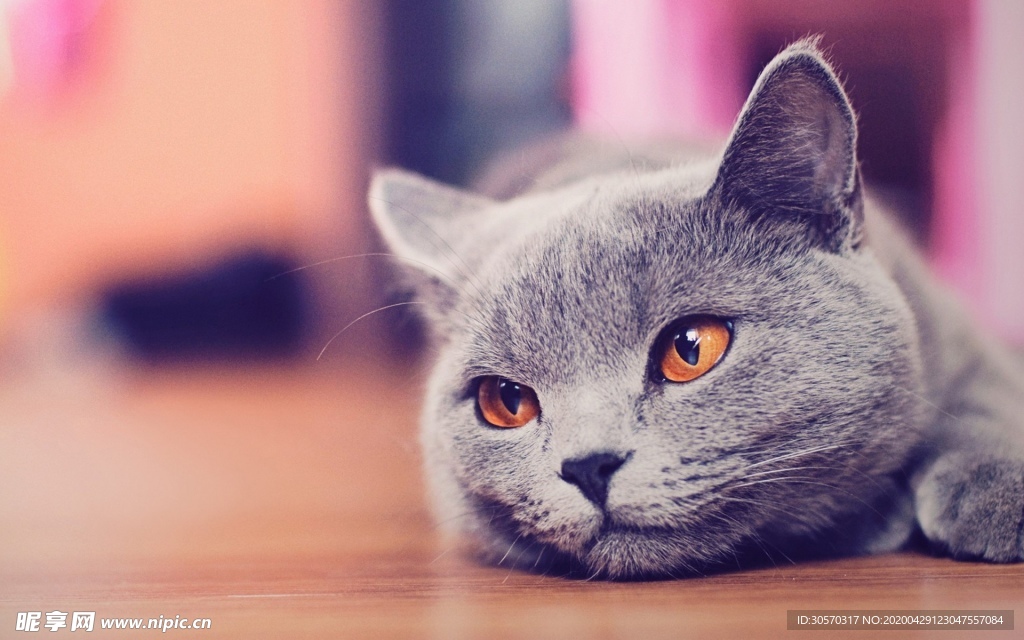 猫咪