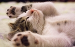 猫咪