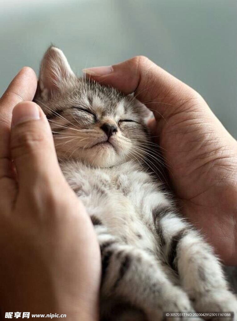 猫咪