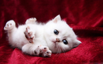 猫咪