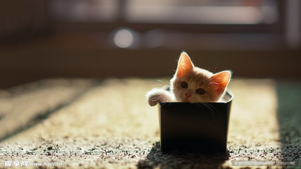 猫咪