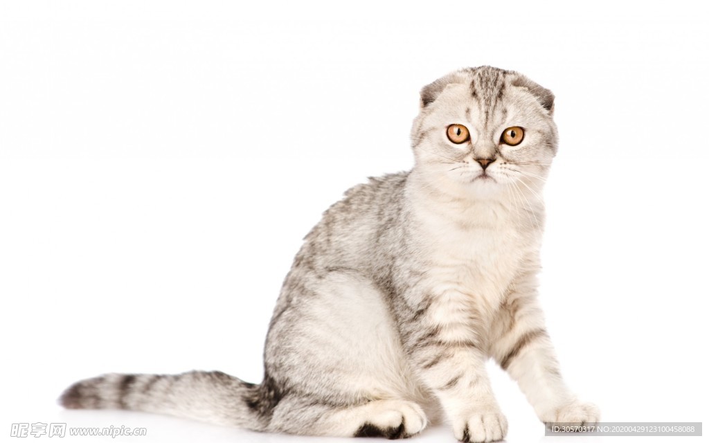 猫咪