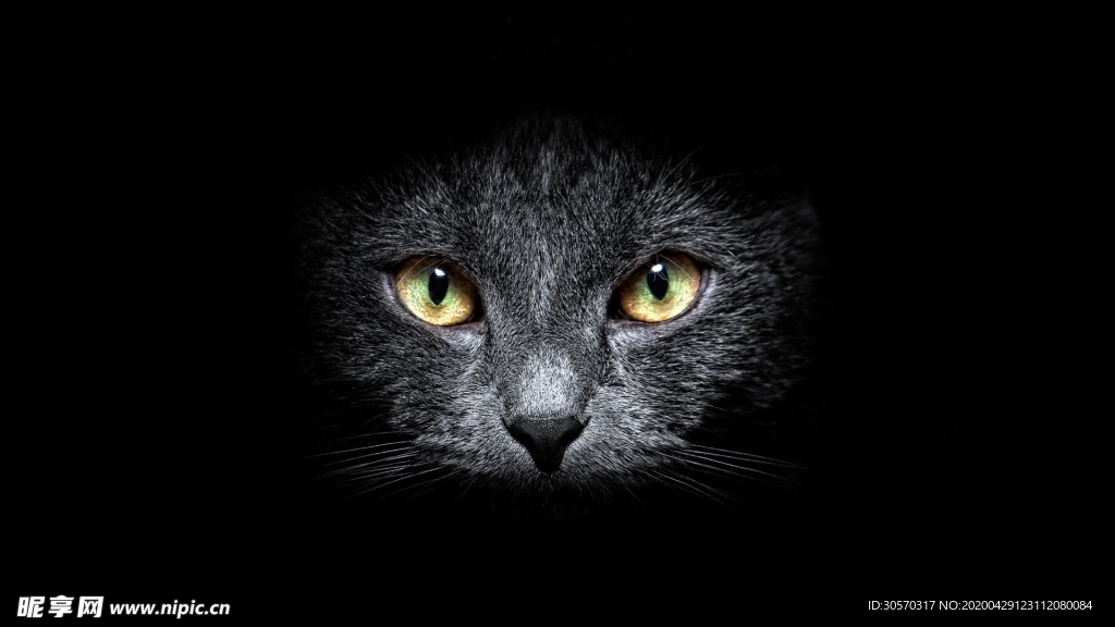 猫咪