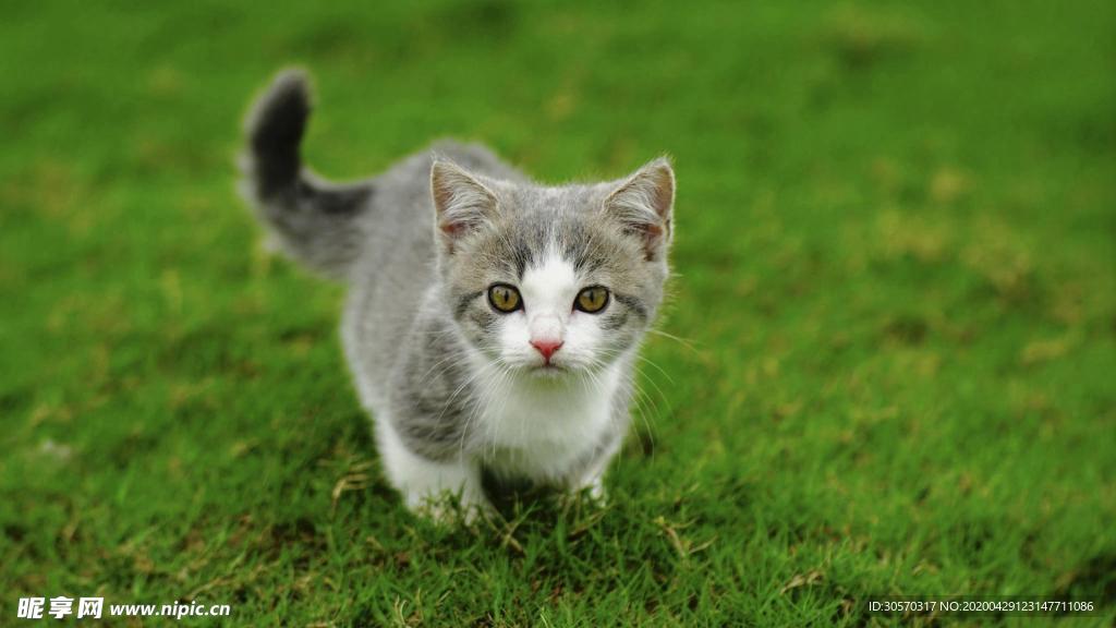 猫咪