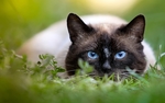 猫咪