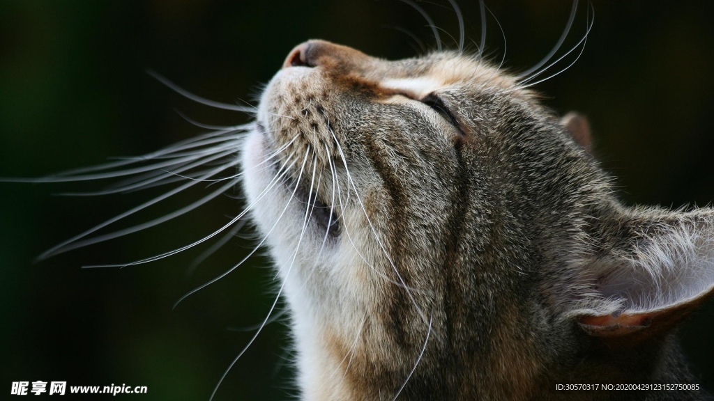 猫咪
