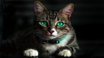 猫咪