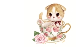 可爱猫咪