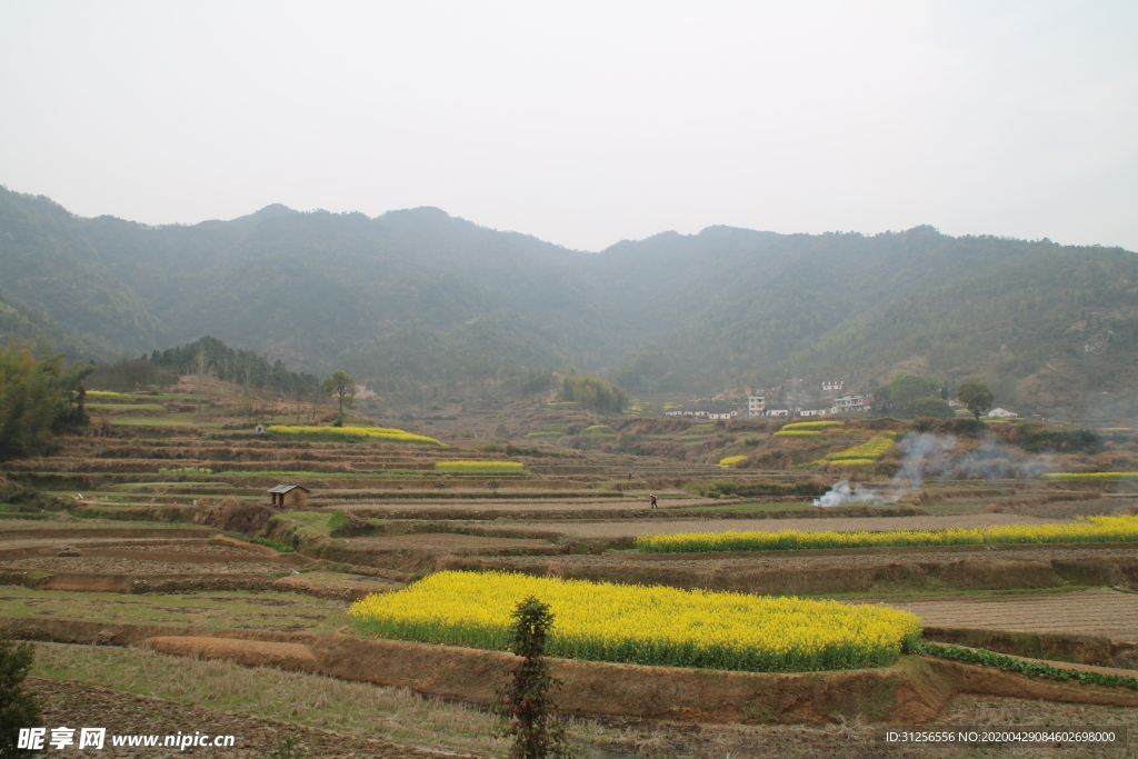 田园