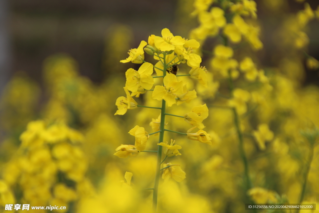 油菜花