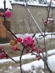 桃花  树枝