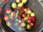 水果 油桃